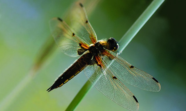 National Park Service video features dragonfly mercury project founded ...