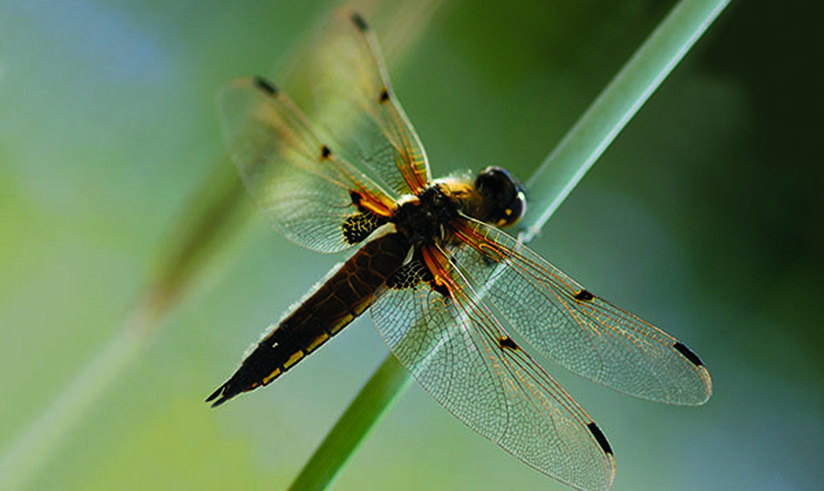 dragonfly