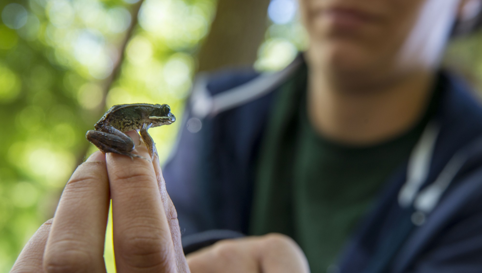 wood frog