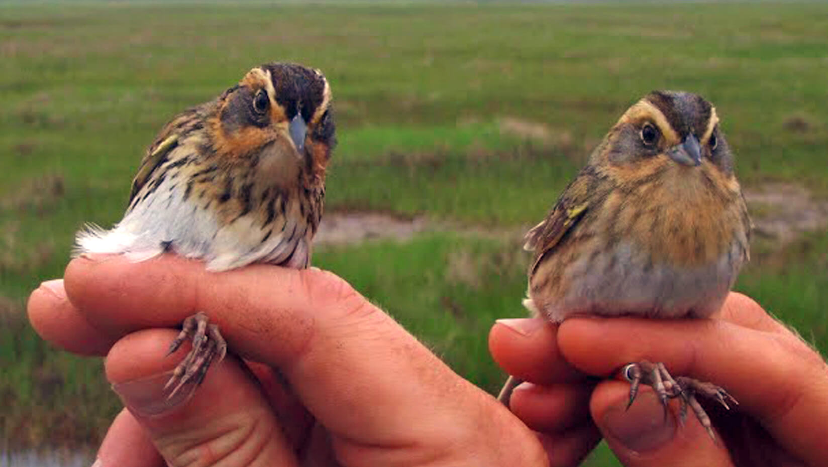 Saltmarsh Sparrow