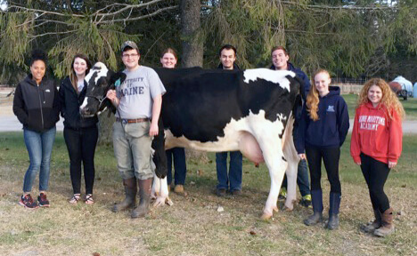 Padme students dairy cow Holstein