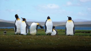 penguins Falkland Islands climate change