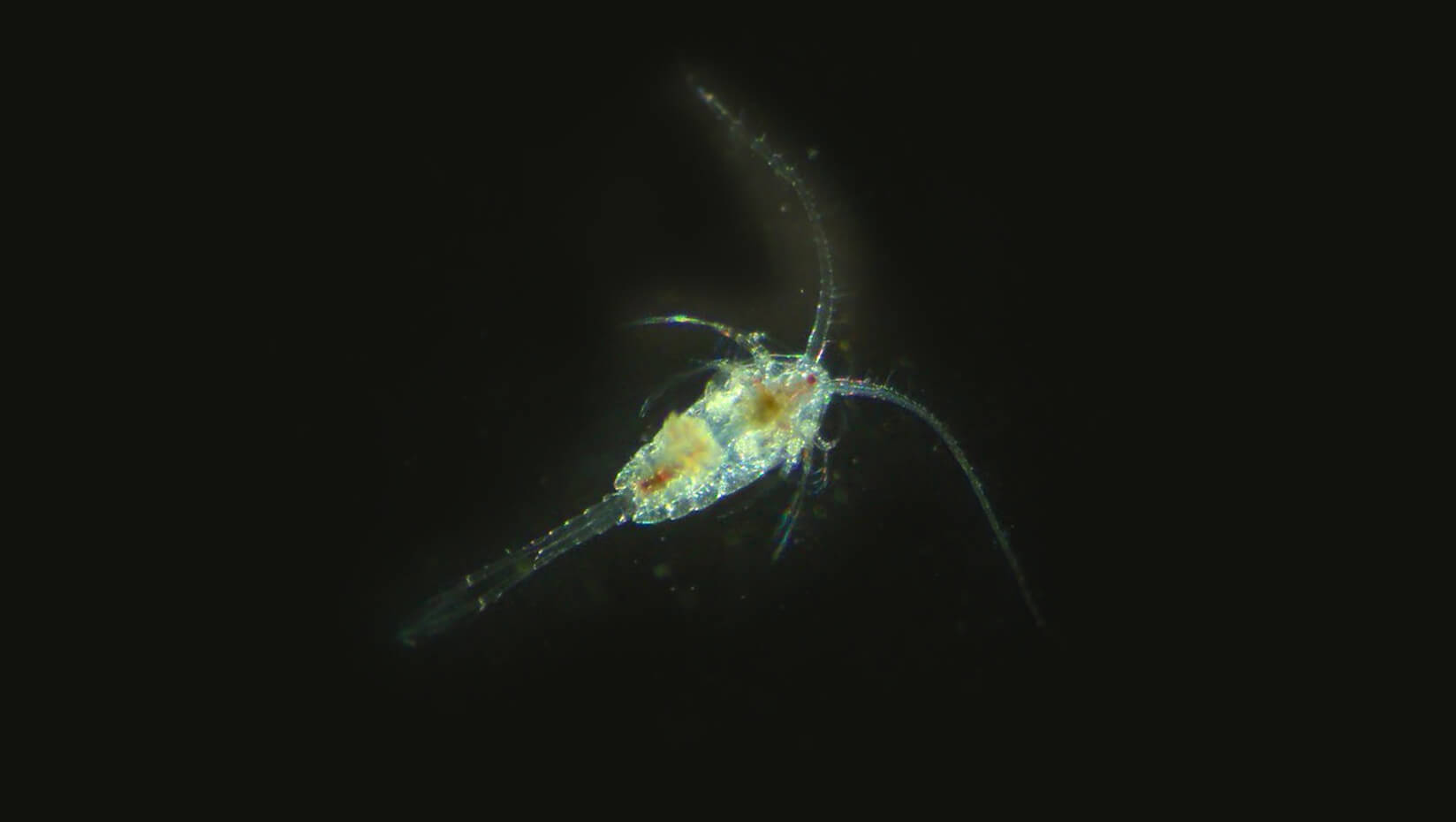 copepod Temora longicornis