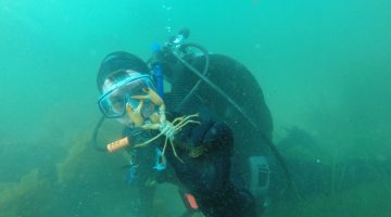 dive lobster marine ocean