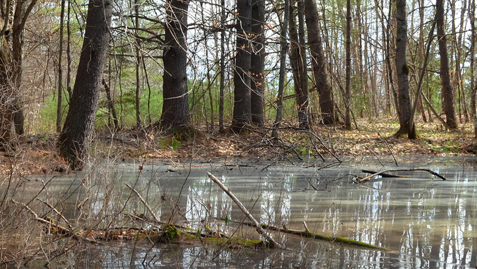 vernal pool