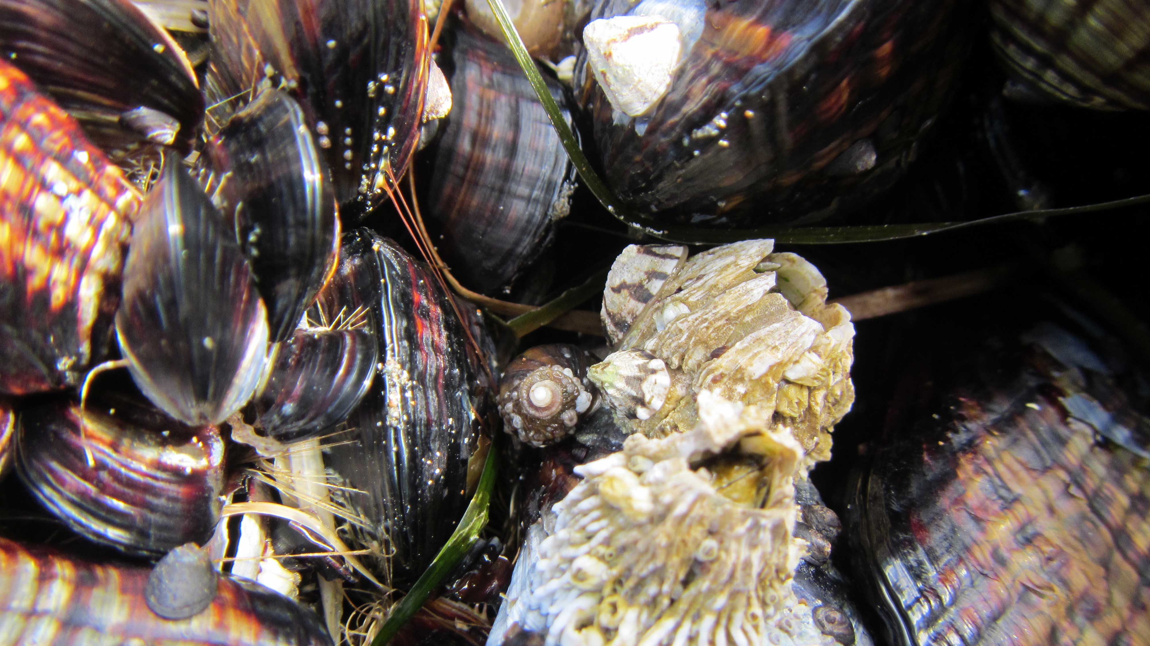 mussels darling marine center