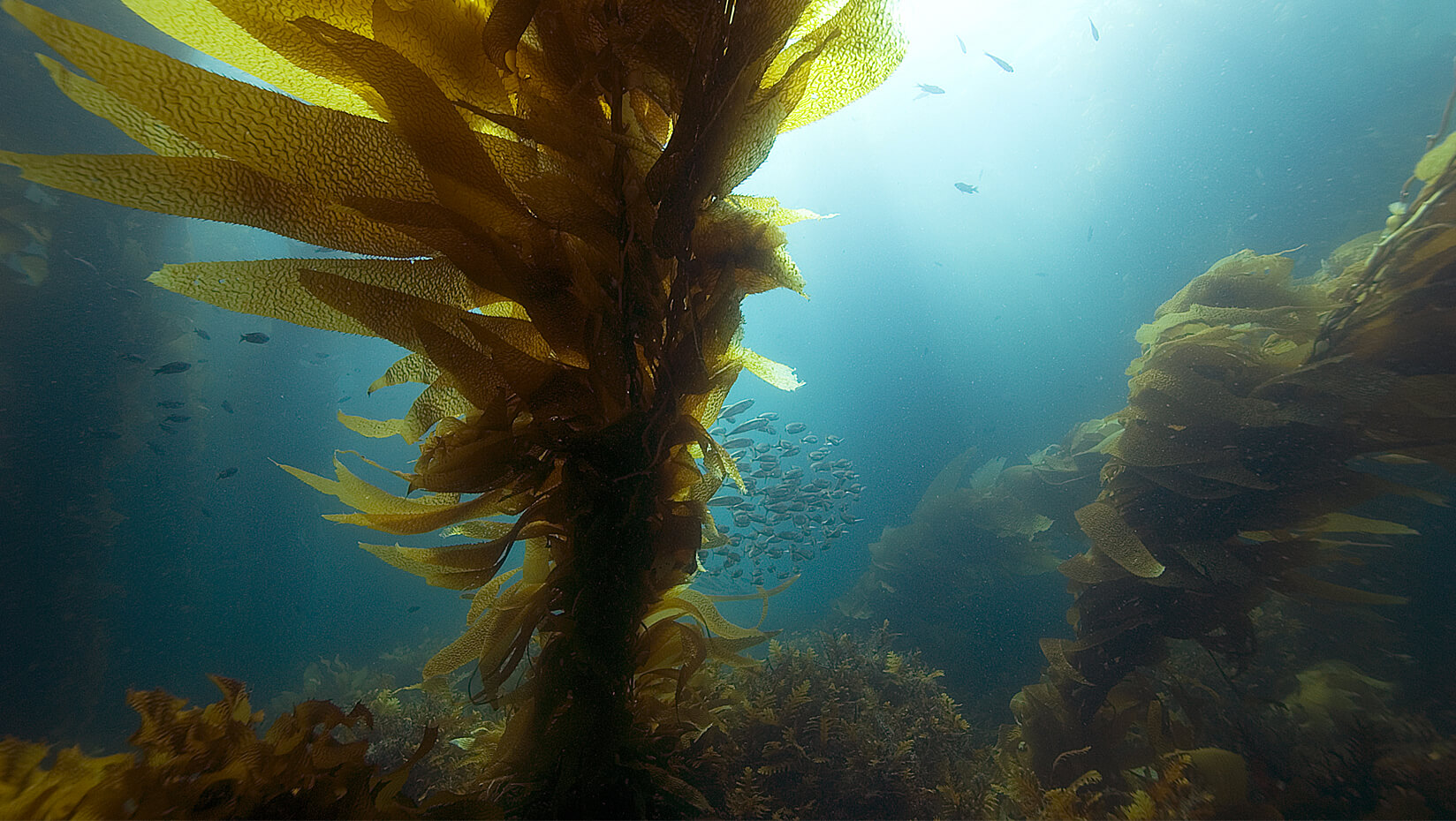 kelp