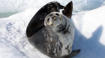 mammal-genes-news-feature-weddell-seal