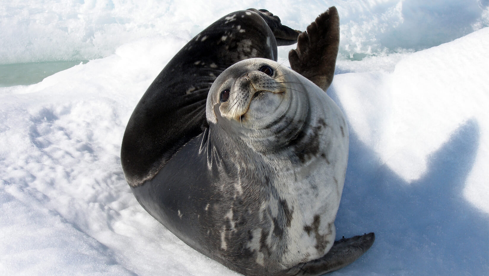 mammal-genes-news-feature-weddell-seal