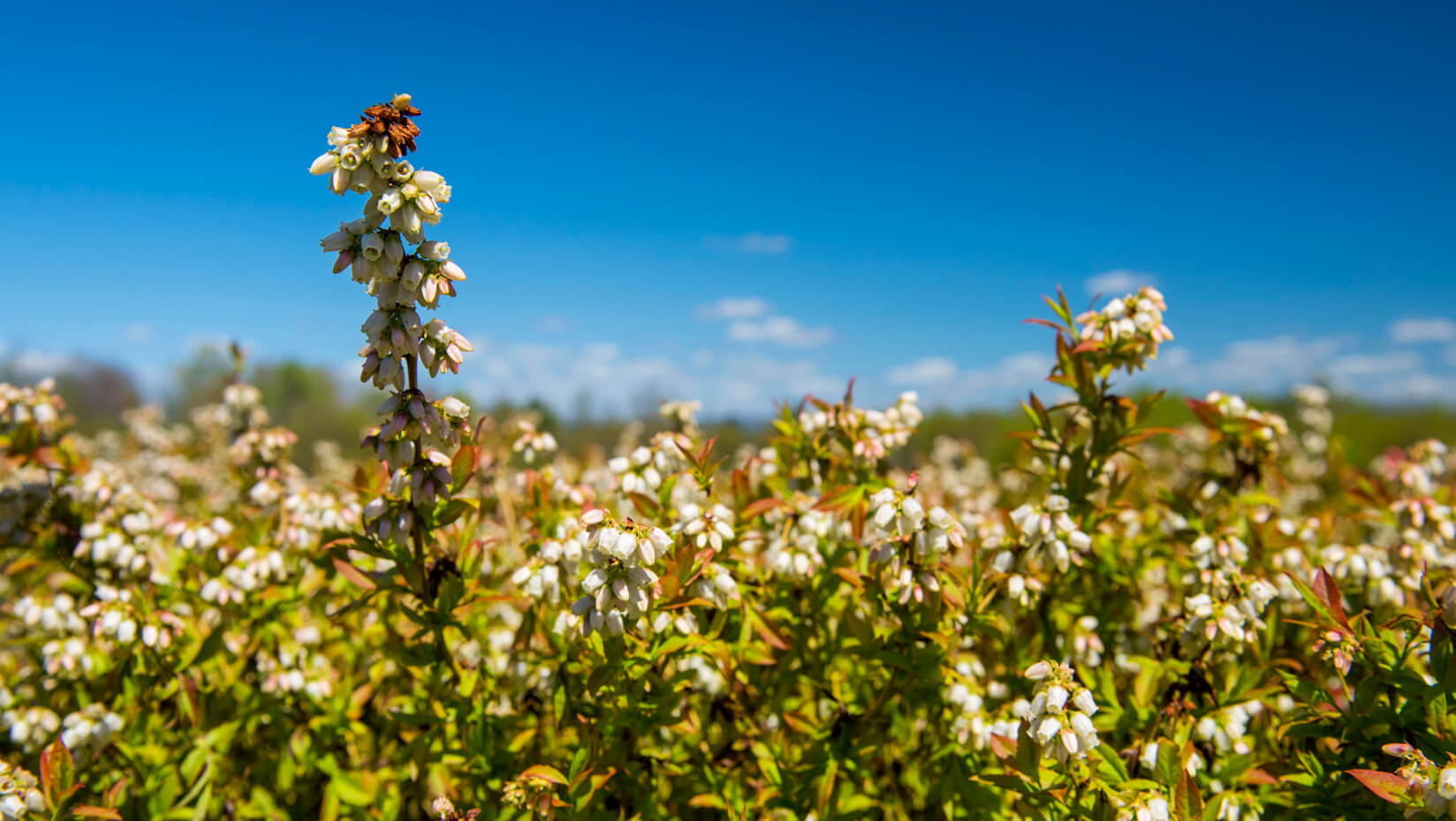 blueberry field