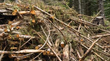 woody-biomass-news-feature