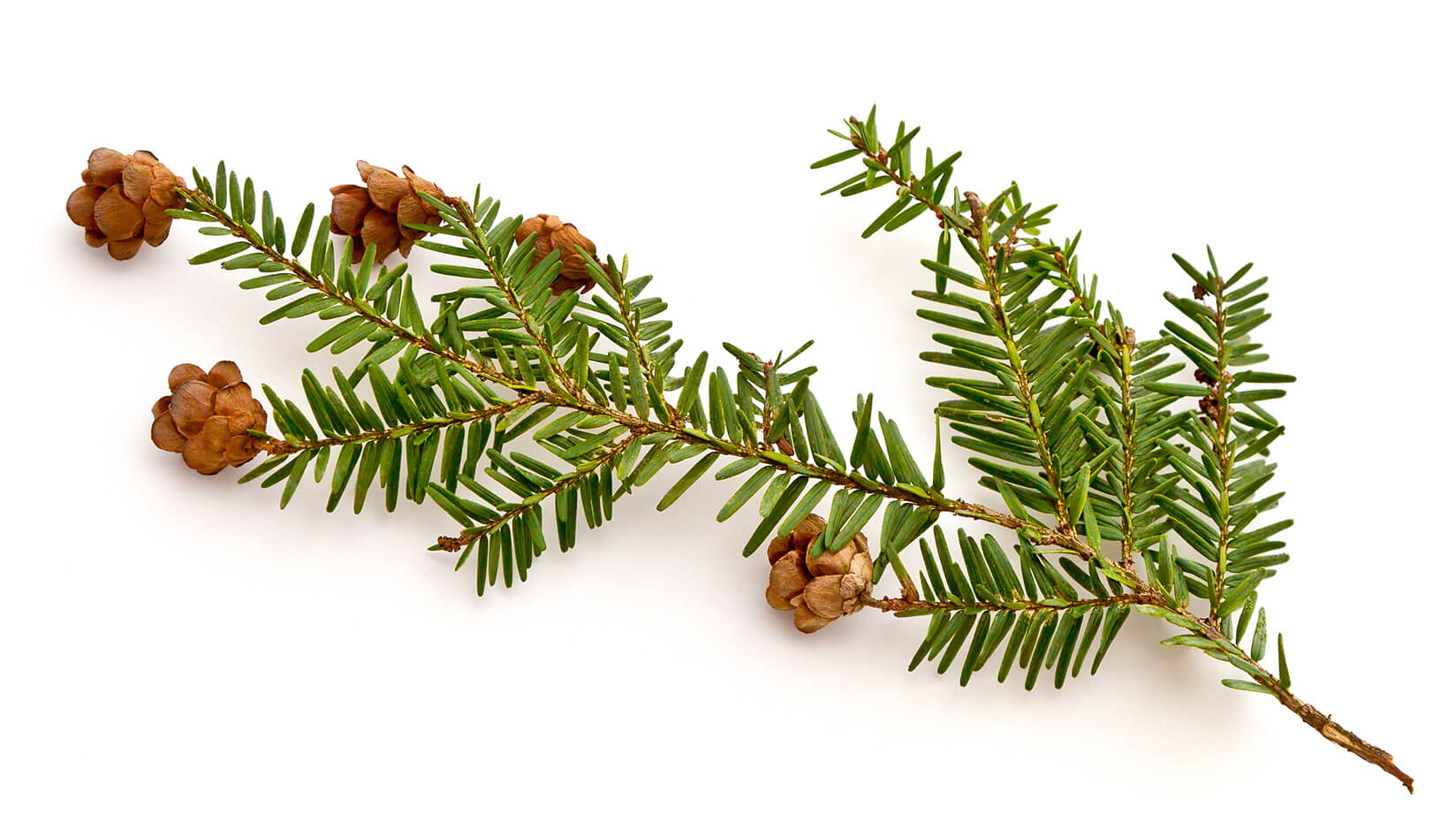 hemlock