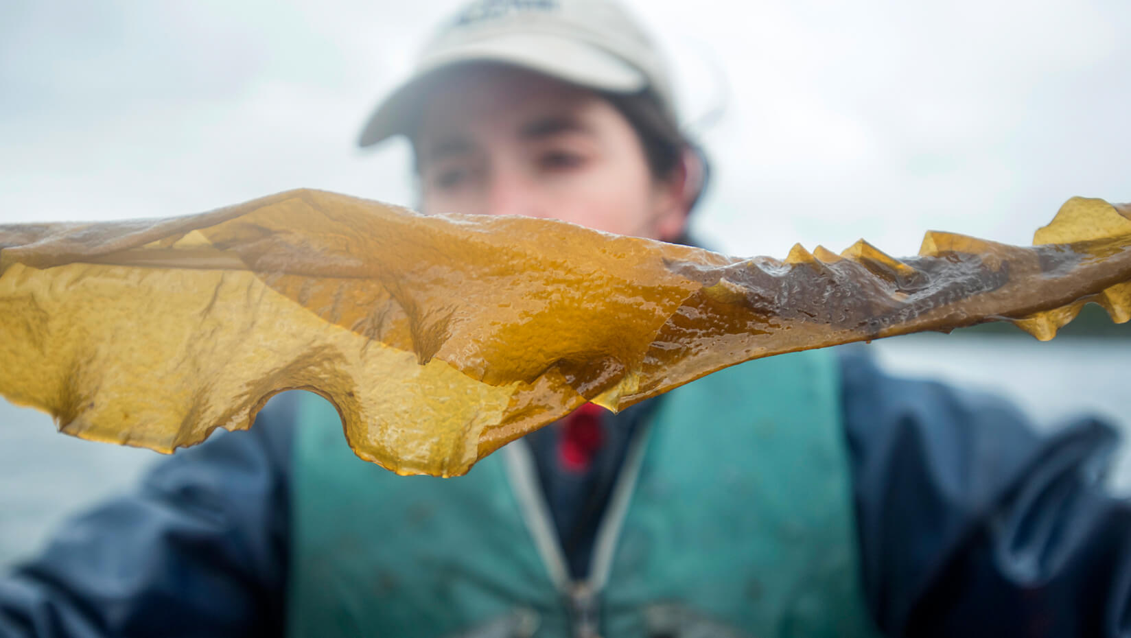 aquaculture seaweed