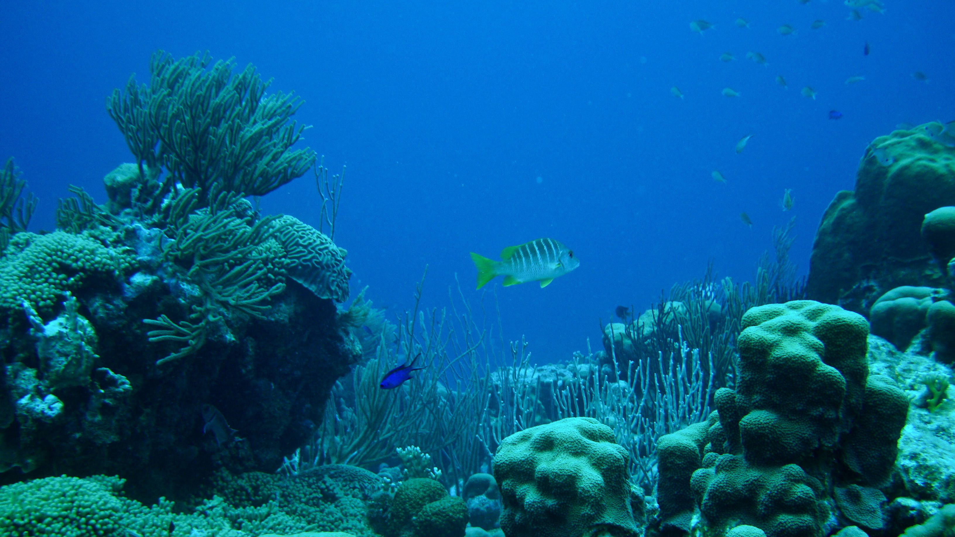 Bonaire reef steneck marine