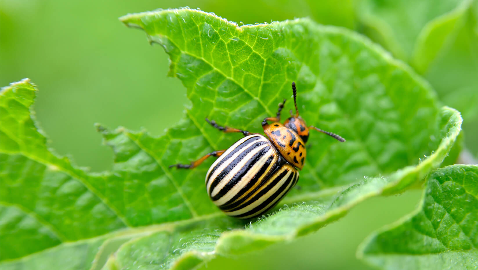 potato beetle