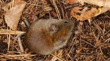 red-backed vole rodent wildlife
