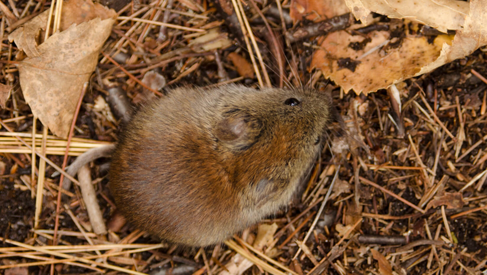 red-backed vole rodent wildlife