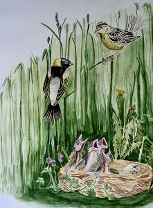 alexandrou bobolinks