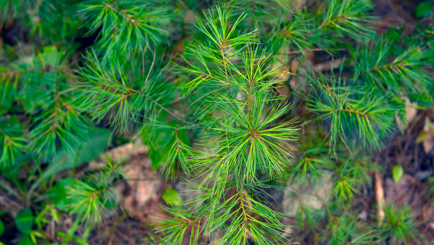 white pine