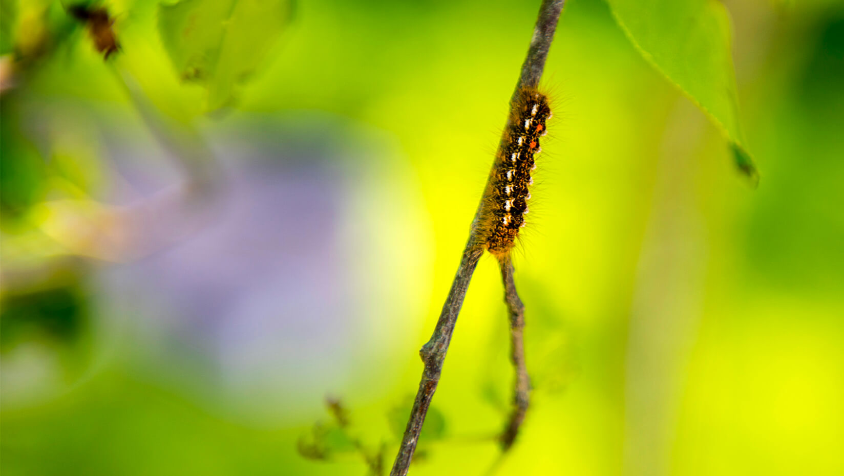 browntail moth groden research