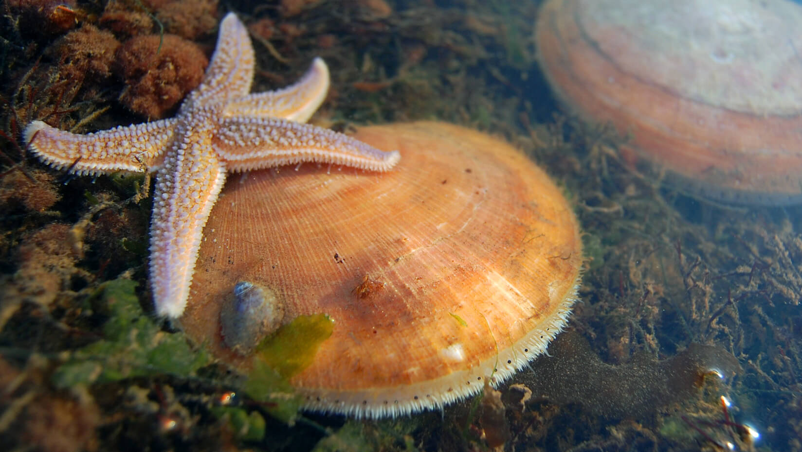 scallop sea star marine