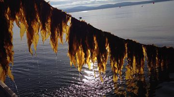 kelp marine ocean aquaculture