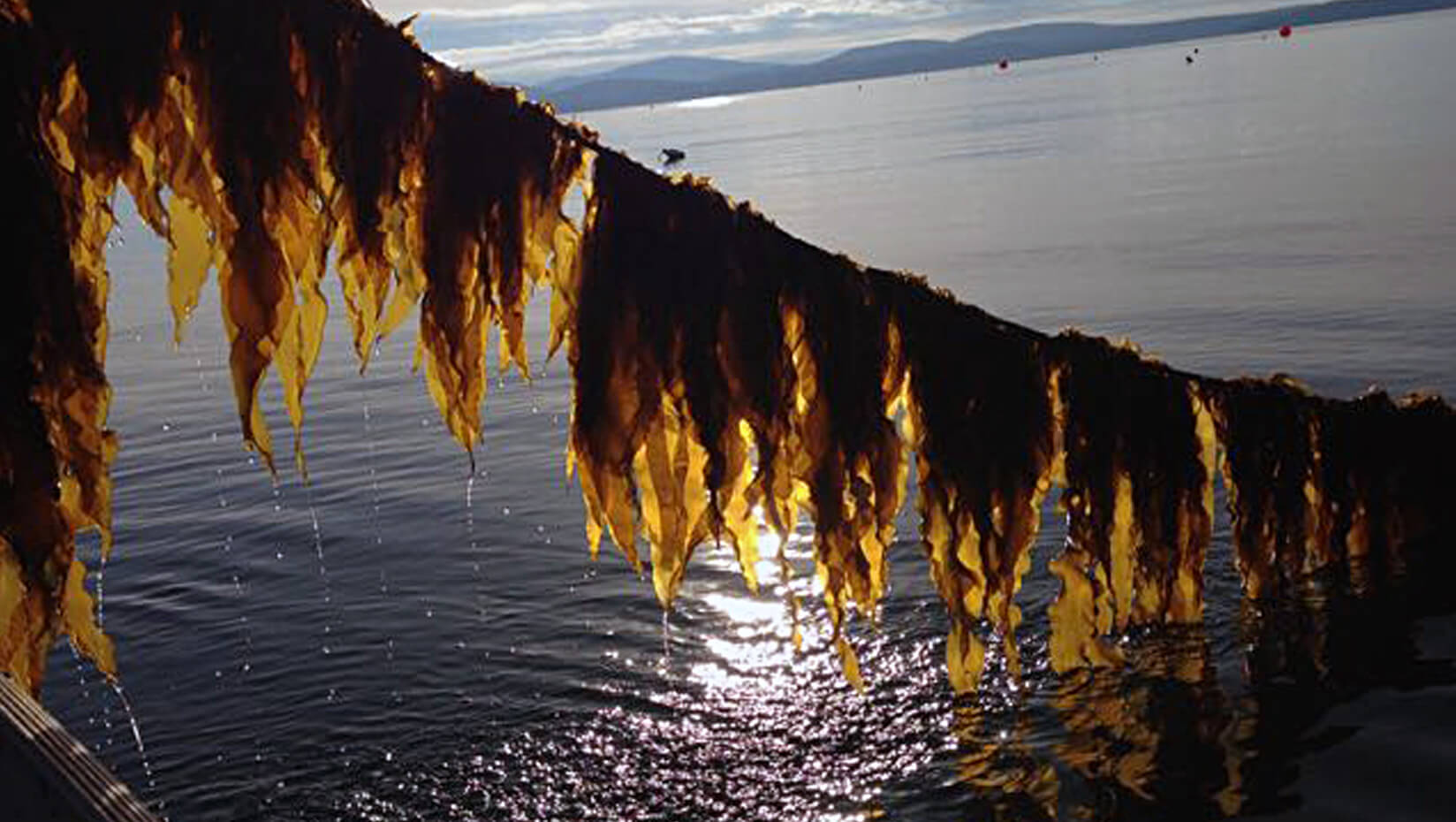 kelp marine ocean aquaculture