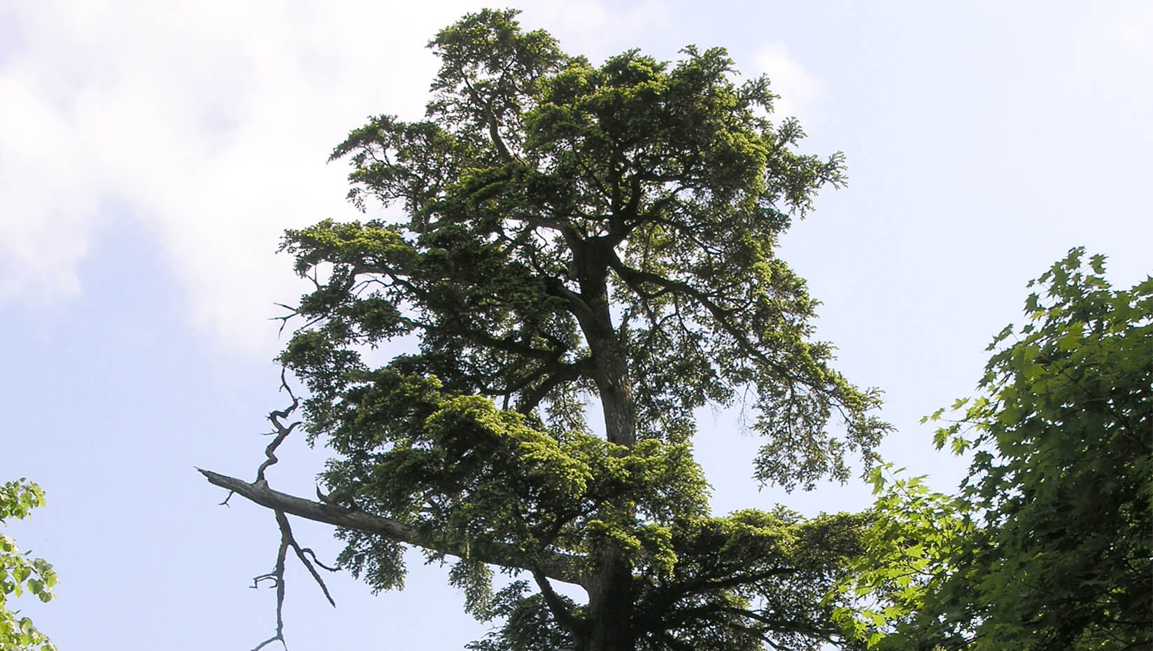 hemlock tree new species