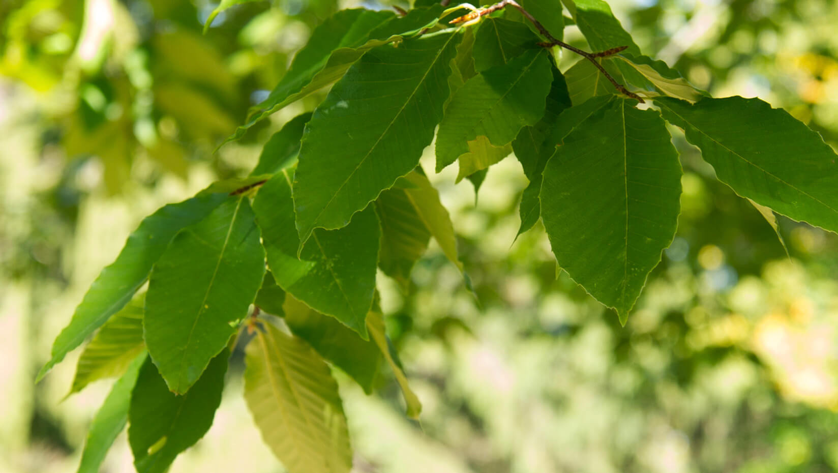 american beech umaine