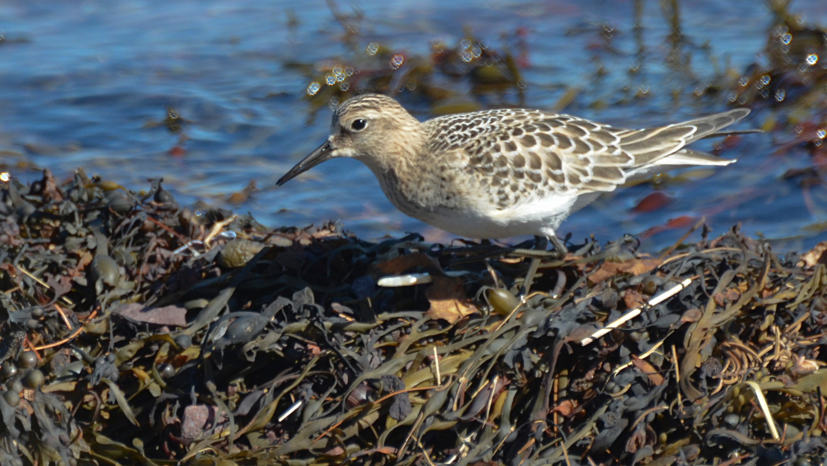 maine bird coast