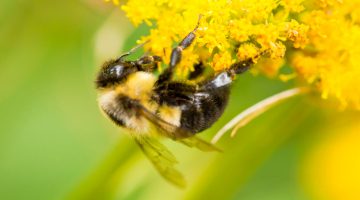 bee flower polinator umaine