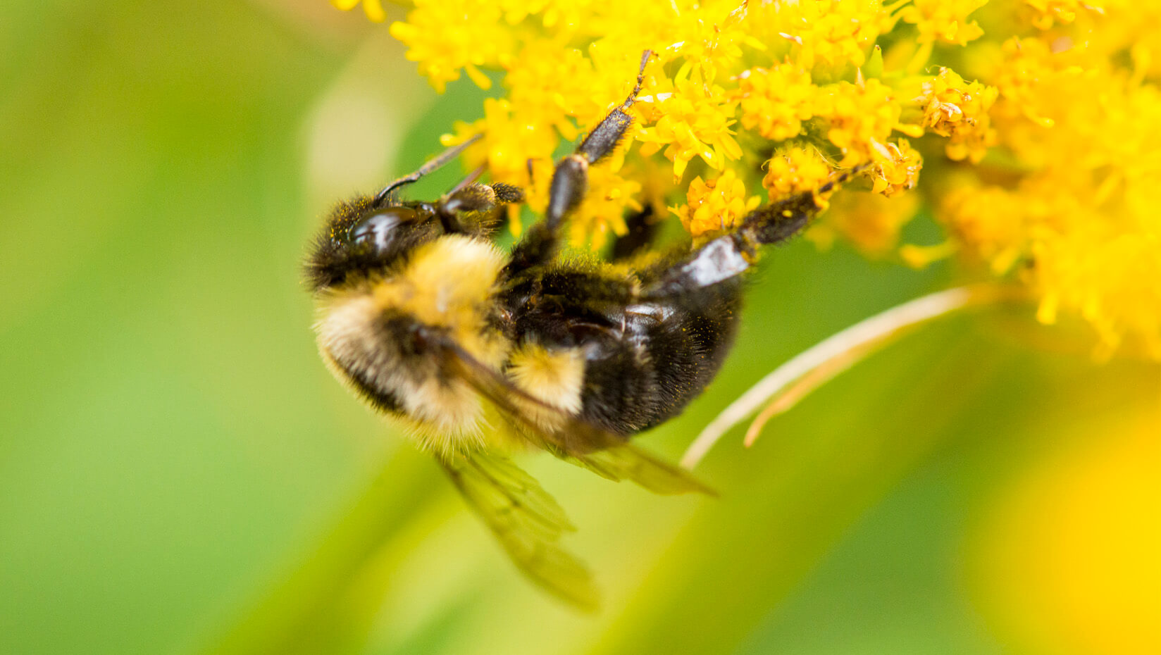 bee flower polinator umaine