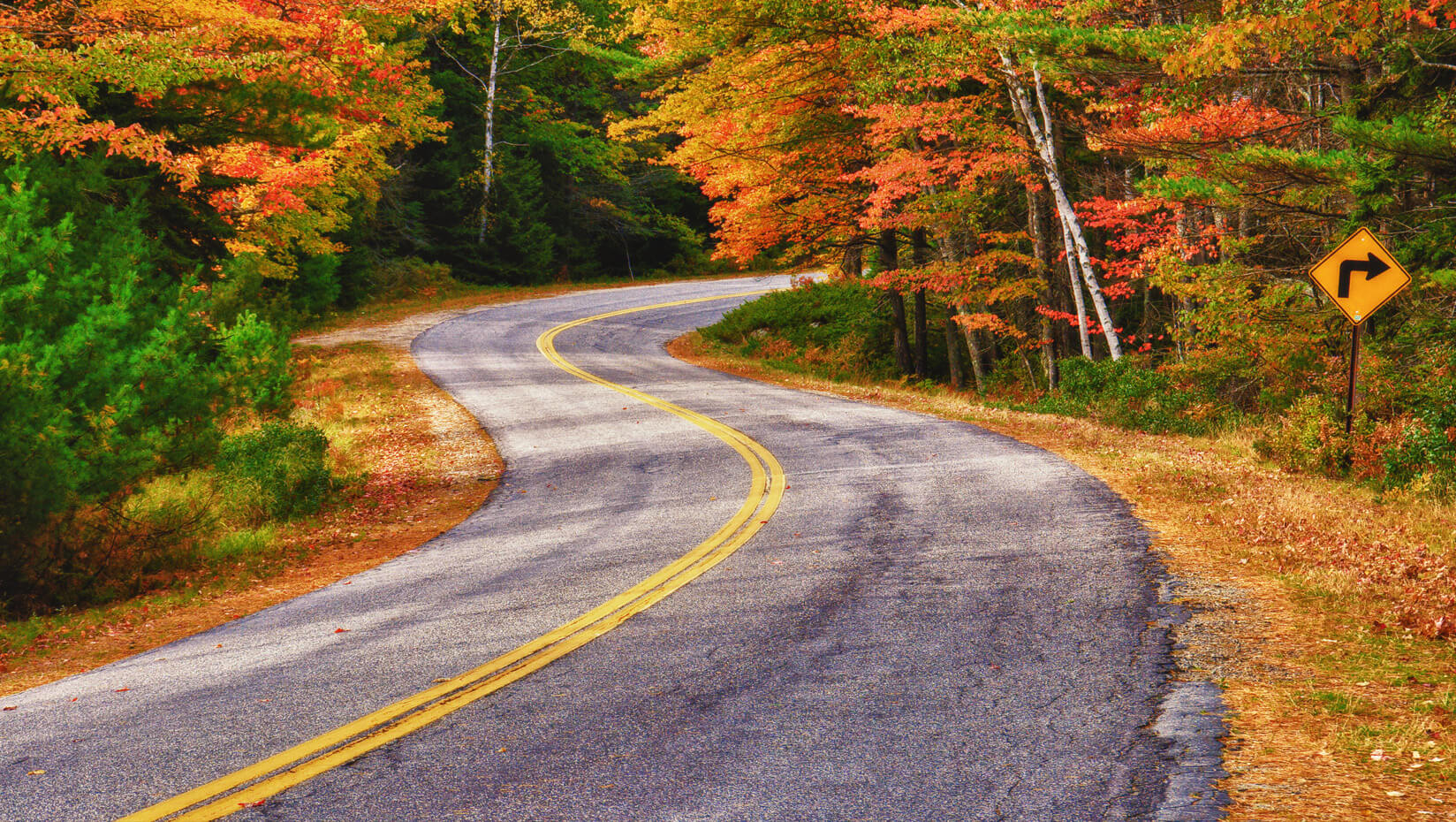 umaine forest autumn road