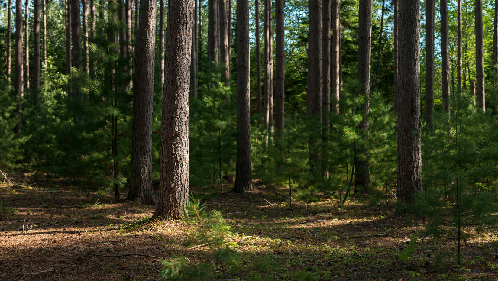 forest trees umaine