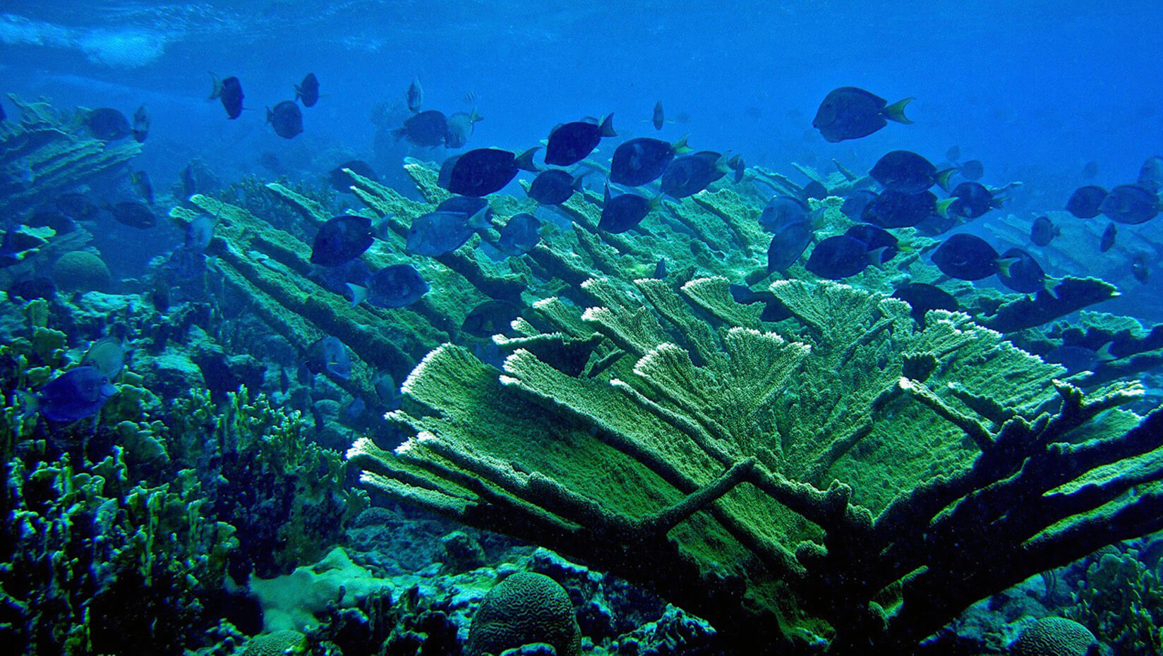 umaine research coral reef ocean marine protected area steneck