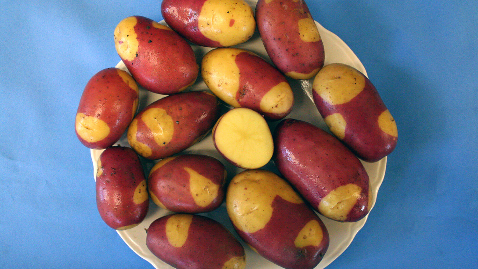 umaine potato variety pinto gold