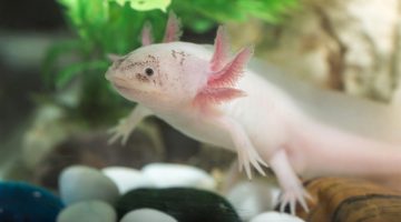 umaine ben king research biomedical axolotl-salamander