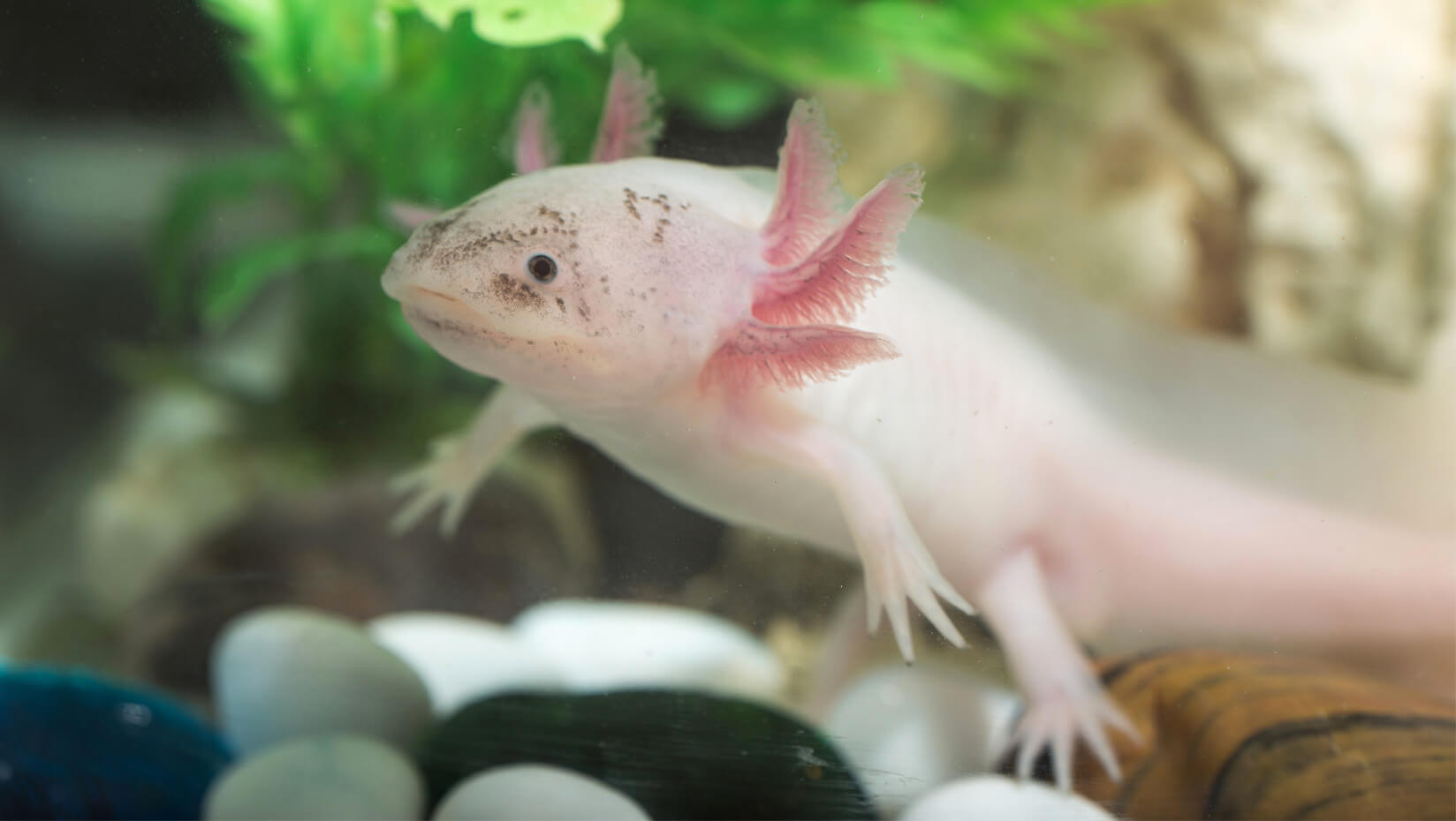 umaine ben king research biomedical axolotl-salamander