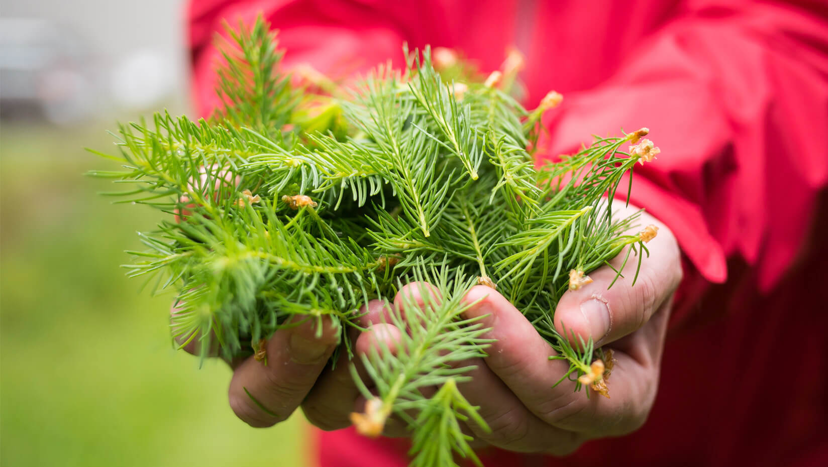 Umaine spruce tips forest tree