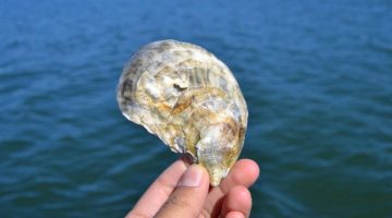 umaine oyster darling marine center