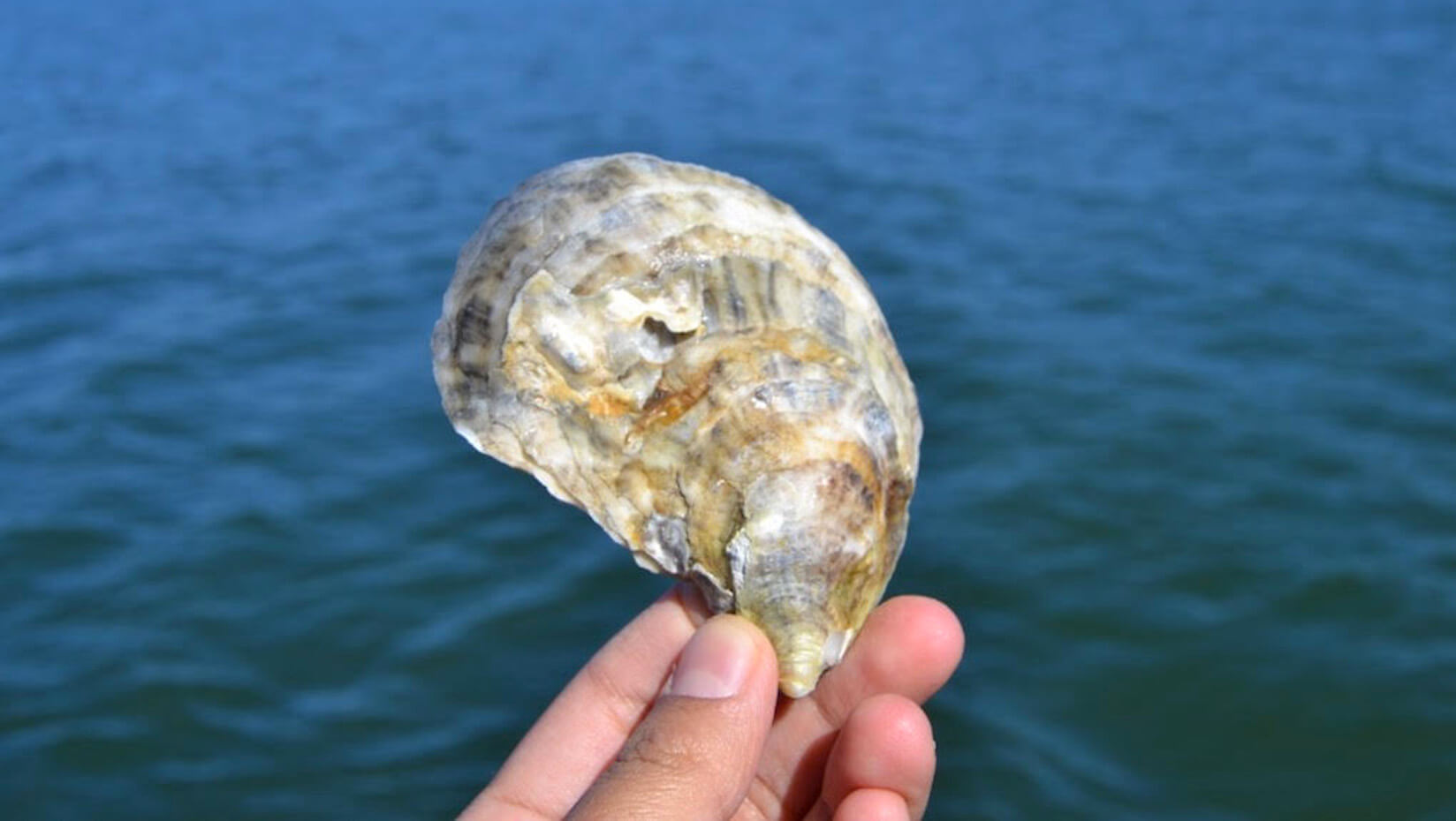 umaine oyster darling marine center