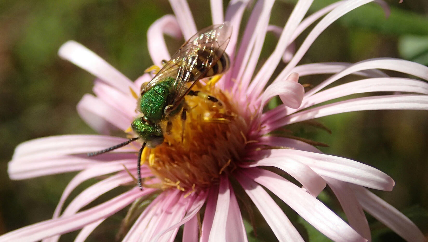 bee flower maine pollinator umaine research