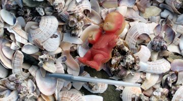 sea shells trash plastic pollution