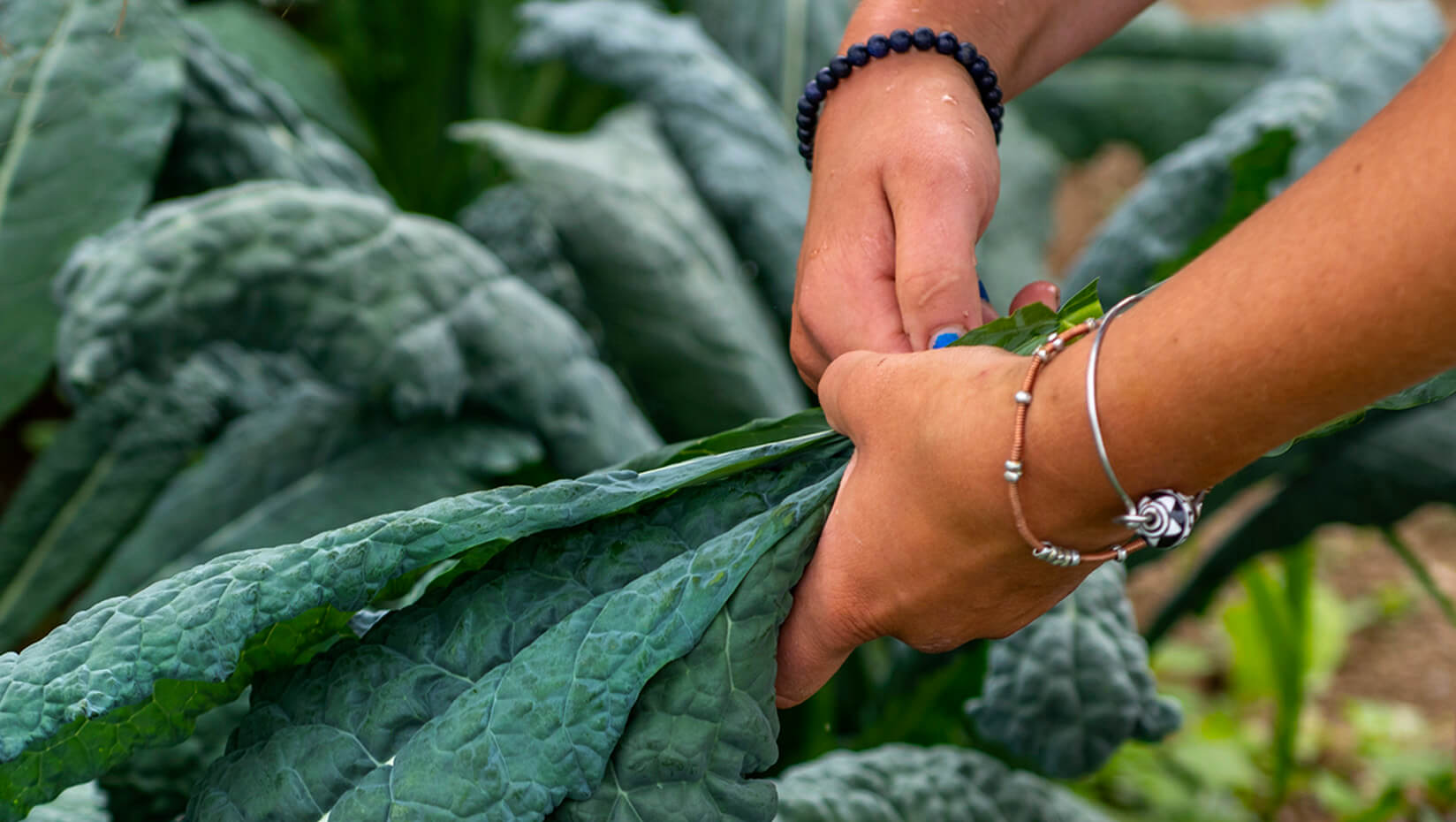 harvesting vegetables