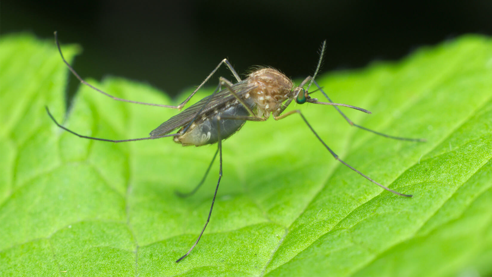 mosquito on a leaf