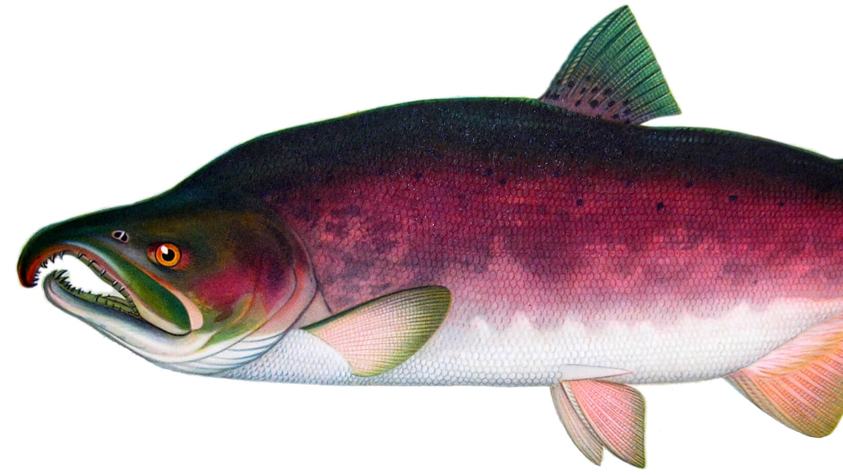 illustration of a salmon that is almost ready to spawn