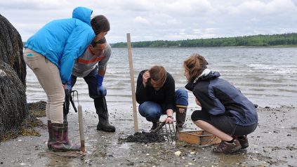 Students with clam rakes examining marine life on a beach