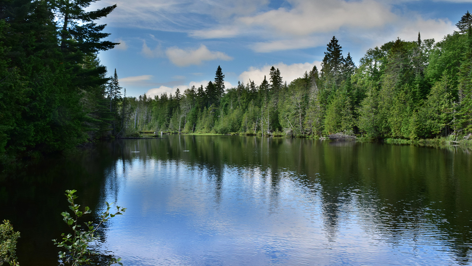 lake with a forested shoreline in Maine
