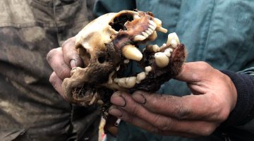 a person holding the skull of a wolverine