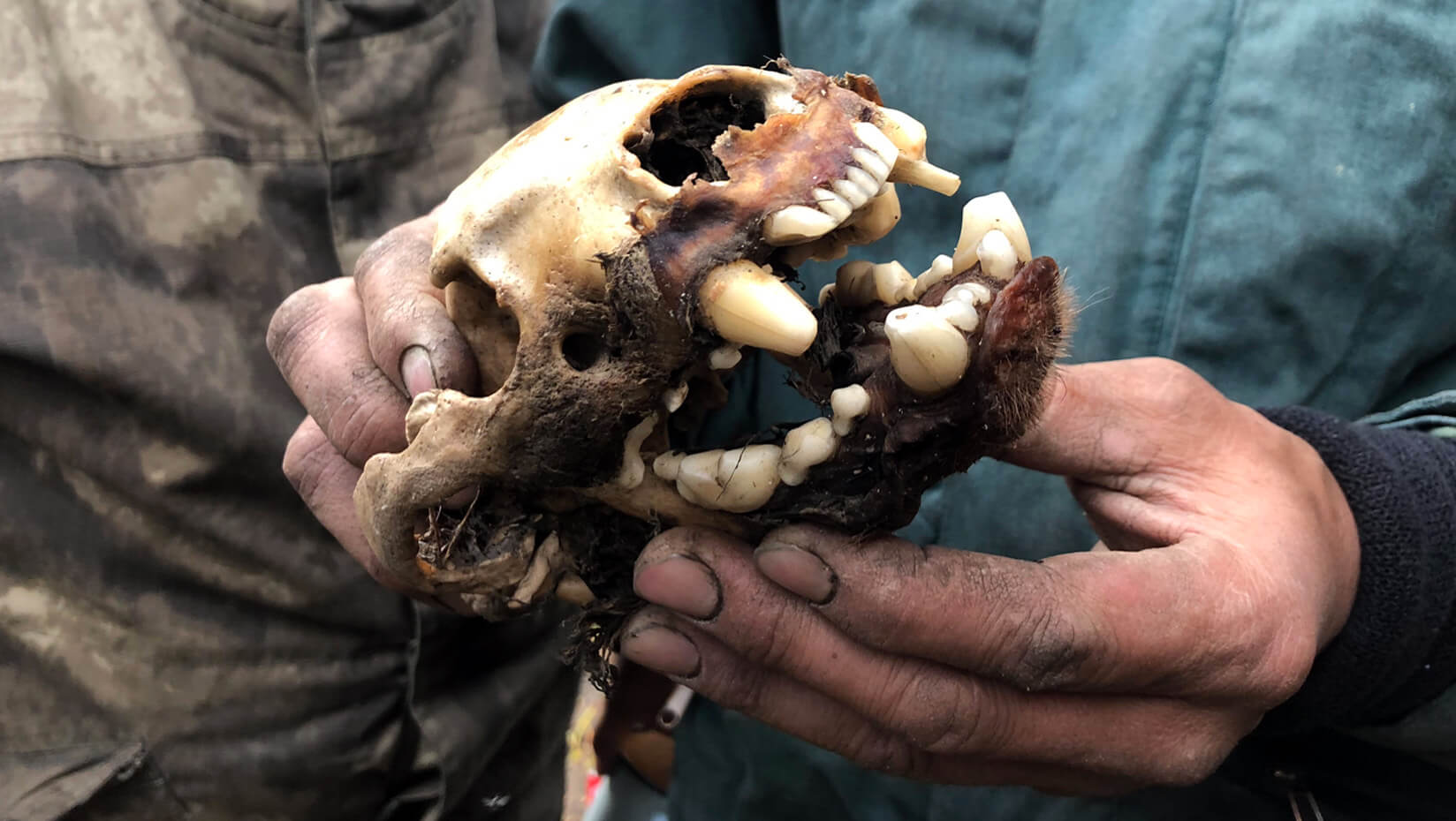 a person holding the skull of a wolverine